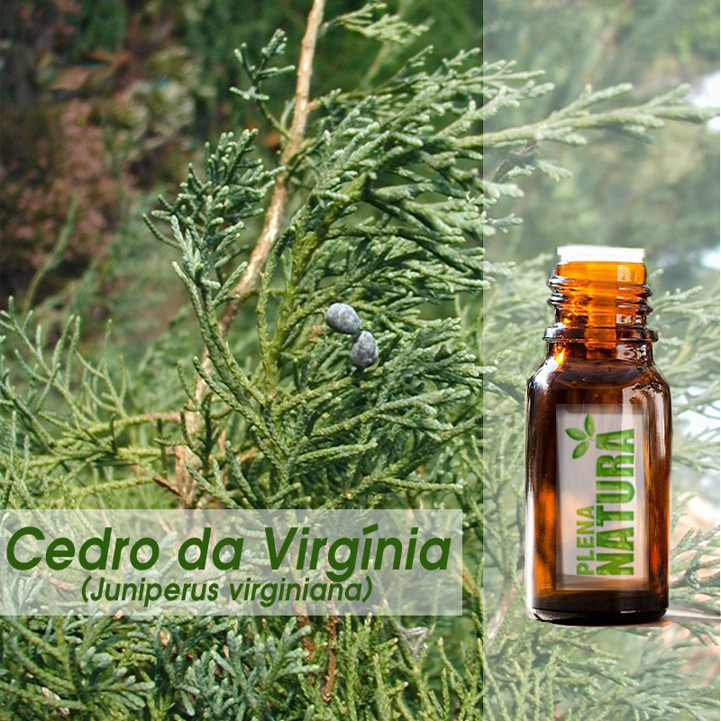 Cedro da Virgínia - Óleo Essencial