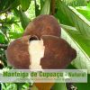 Manteiga de Cupuaçu - Natural