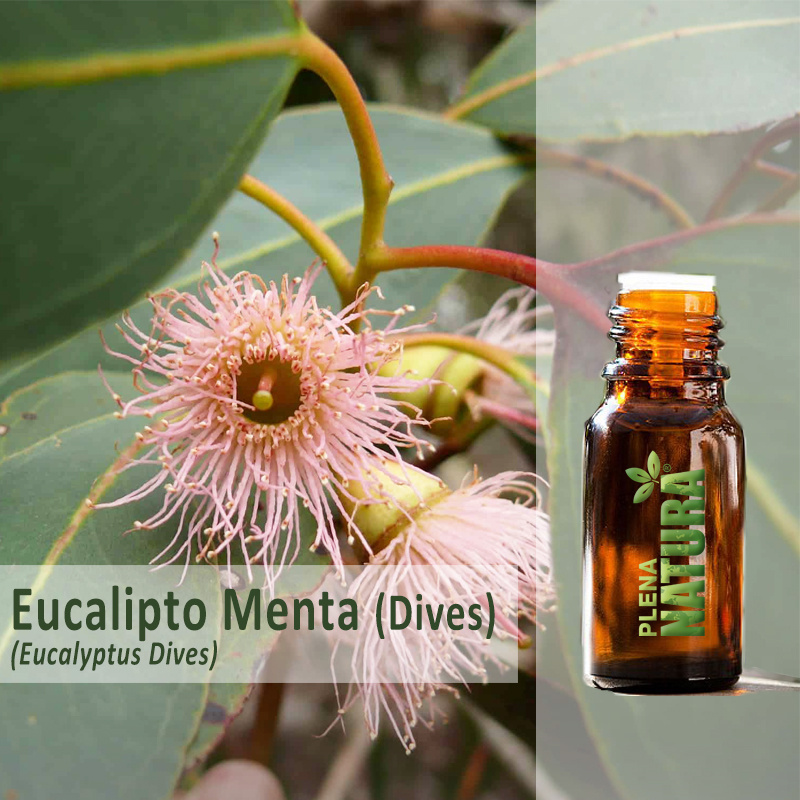 Eucalipto Menta (Dives) - Óleo Essencial