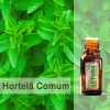Hortelã Comum - Menta Viridis/Spicata - Óleo Essencial