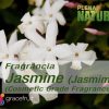 Jasmine - Cosmetic Grade Fragrance Oil (Jasmim)