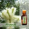 Niaouli - Óleo Essencial