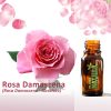 Rosa Damascena - Absoluto