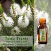 Tea Tree / Árvore do Chá - Óleo Essencial