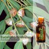 Eucalipto Globulus - Óleo Essencial