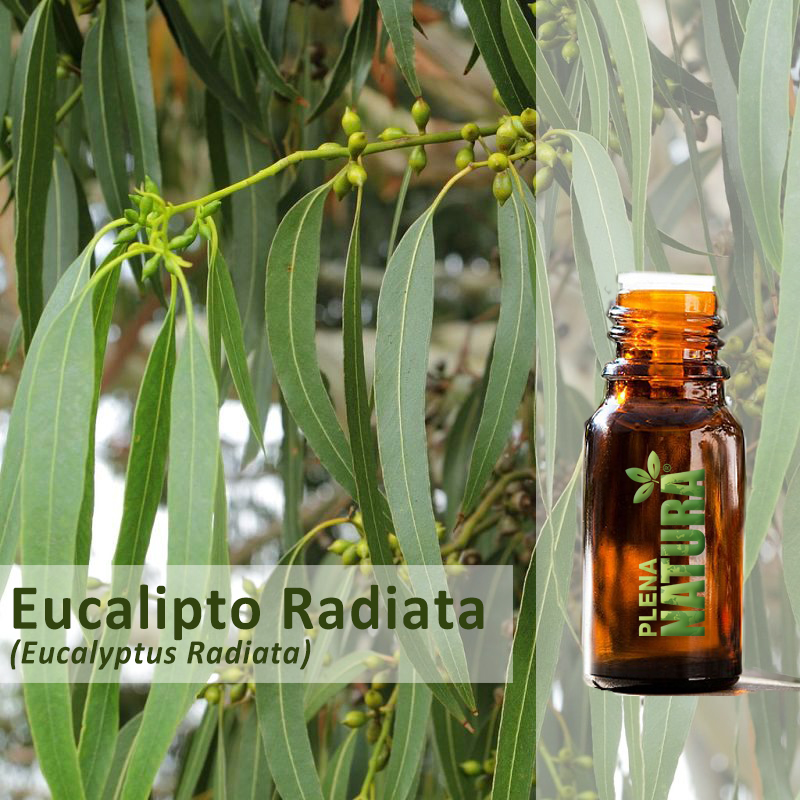 Eucalipto Radiata - Óleo Essencial